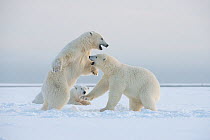 Polar bear (Ursus maritimus) mother resting as her juveniles play fight on newly forming pack ice during autumn freeze up, Beaufort Sea, off Arctic coast, Alaska