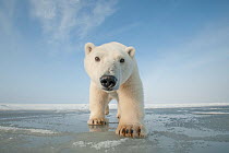 Polar bear (Ursus maritimus) curious young bear approaching over newly forming pack ice during autumn freeze up, Beaufort Sea, off Arctic coast, Alaska
