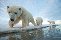 Polar bear (Ursus maritimus) sow with two juveniles walk along the ice edge during autumn freeze up, Beaufort Sea, off Arctic coast, Alaska