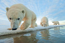 Polar bear (Ursus maritimus) mother with two juveniles walking along ice edge during autumn freeze up, Beaufort Sea, off Arctic coast, Alaska