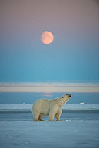 Polar bear (Ursus maritimus) standing in front of full moon, smelling the air, Beaufort Sea, off Arctic coast, Alaska