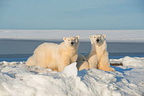 Polar bear (Ursus maritimus) sow with a two juveniles rest along newly formed pack ice during autumn freeze up, Beaufort Sea, off Arctic coast, Alaska