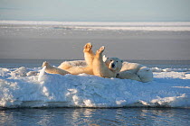 Polar bear (Ursus maritimus) sow with a two juveniles resting on newly formed pack ice during autumn freeze up, Beaufort Sea, off Arctic coast, Alaska