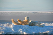 Polar bear (Ursus maritimus) sow with two juveniles resting on newly formed pack ice during autumn freeze up, Beaufort Sea, off Arctic coast, Alaska
