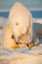 Polar bear (Ursus maritimus) young bear covering eyes with paw, on newly formed pack ice, during autumn freeze up, Beaufort Sea, off Arctic coast, Alaska