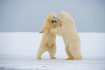 Polar bear (Ursus maritimus) two young adults  play fighting on newly formed pack ice during autumn freeze up, Beaufort Sea, off Arctic coast, Alaska