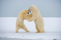 Polar bear (Ursus maritimus) two young adults play fighting on newly formed pack ice during autumn freeze up, Beaufort Sea, off Arctic coast, Alaska
