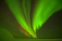 Northern lights / Aurora borealis glowing brightly over the frozen eastern Beaufort Sea, Arctic National Wildlife Refuge, Alaska