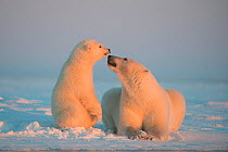 Polar bear (Ursus maritimus) sow with juvenile rest on newly formed pack ice during autumn freeze up, Beaufort Sea, off Arctic coast, Alaska