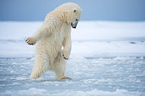 Polar bear (Ursus maritimus) young bear trying to pound a hole in the newly forming pack ice during autumn freeze up, Beaufort Sea, off Arctic coast, Alaska