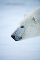 Polar bear (Ursus maritimus) head profile of  young female, Beaufort Sea, off Arctic coast, Alaska