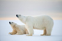Polar bear (Ursus maritimus) motherwith juvenile resting on newly formed pack ice during autumn freeze up, Beaufort Sea, off Arctic coast, Alaska