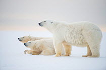 Polar bear (Ursus maritimus) mother with  juveniles resting on newly formed pack ice during autumn freeze up, Beaufort Sea, off Arctic coast, Alaska