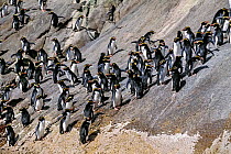 Snares-crested penguin ( Eudyptes robustus) group climbing steep route to colony. Snares Island, New Zealand Subantarctic Islands. Endemic. Vulnerable species.