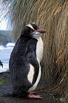 Erect-crested penguin (Eudyptes sclateri) juvenile, a rare visitor from Antipodes and Bounty Islands. penguin Bay, Campbell Island, New Zealand Subantarctic. Endangered species.