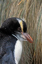Erect-crested penguin (Eudyptes sclateri) juvenile, a rare visitor from Antipodes and Bounty Islands. penguin Bay, Campbell Island, New Zealand Subantarctic. Endangered species.