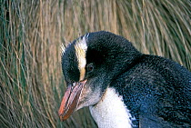 Erect-crested penguins (Eudyptes sclateri) juvenile, - rare visitor from Antipodes and Bounty Islands. Penguin Bay, Campbell Island, New Zealand Sub-Antarctic Islands. Endemic to Antipodes and Bounty...