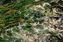 Erect-crested penguins (Eudyptes sclateri) feathers left behind after seasonal moulting. Antipodes Island, New Zealand Sub-Antarctic Islands. Endemic to Antipodes and Bounty Islands. Endangered specie...