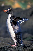 Erect-crested penguins (Eudyptes sclateri) with wet feathers after bathing (mid moult). Antipodes Island, New Zealand Sub-Antarctic Islands. Endemic to Antipodes and Bounty Islands. Endangered species...