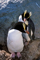 Erect-crested penguins (Eudyptes sclateri) pair. Proclamation Island, Bounty Islands, New Zealand Sub-Antarctic Islands. Endemic to Antipodes and Bounty Islands. Endangered species.