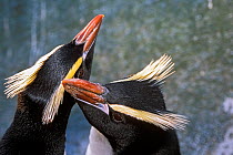 Erect-crested penguins (Eudyptes sclateri) pair preening each other, Proclamation Island, Bounty Islands, New Zealand Sub-Antarctic Islands. Endemic to Antipodes and Bounty Islands. Endangered species...