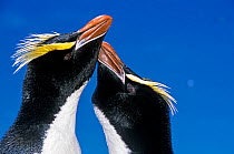 Erect-crested penguin (Eudyptes sclateri) pair in greeting display. Antipodes Island, New Zealand Sub-Antarctic Islands. Endemic to Antipodes and Bounty Islands. Endangered species.