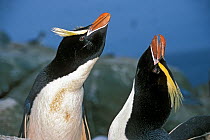 Erect-crested penguins (Eudyptes sclateri) pair in courtship display, Proclamation Island, Bounty Islands, New Zealand Sub-Antarctic Islands. Endemic to Antipodes and Bounty Islands. Endangered specie...