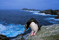Erect-crested penguin (Eudyptes sclateri) on shore, Proclamation Island, Bounty Islands, New Zealand Sub-Antarctic Islands. Endemic to Antipodes and Bounty Islands. Endangered species.
