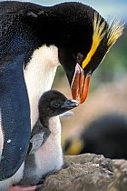 Erect-crested penguins (Eudyptes sclateri) feeding young chick. Antipodes Island, New Zealand Sub-Antarctic Islands. Endemic to Antipodes and Bounty Islands. Endangered species.
