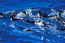 Erect-crested penguins (Eudyptes sclateri) group returning from feeding trip, Proclamation Island, Bounty Islands, New Zealand Sub-Antarctic Islands. Endemic to Antipodes and Bounty Islands. Endangere...