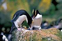 Erect-crested penguins (Eudyptes sclateri) pair with young chick. Antipodes Island, New Zealand Sub-Antarctic Islands. Endemic to Antipodes and Bounty Islands. Endangered species.