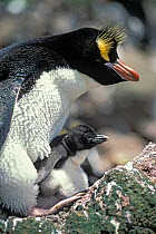 Erect-crested penguin (Eudyptes sclateri) with chick. Antipodes Island, New Zealand Sub-Antarctic Islands. Endemic to Antipodes and Bounty Islands. Endangered species.