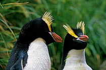 Erect-crested penguins (Eudyptes sclateri) courting pair showing characteristic crest, Antipodes Island, New Zealand Sub-Antarctic Islands. Endemic to Antipodes and Bounty Islands. Endangered species.