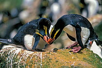 Erect-crested penguins (Eudyptes sclateri) pair in greeting display. Antipodes Island, New Zealand Sub-Antarctic Islands. Endemic to Antipodes and Bounty Islands. Endangered species.