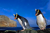 Erect-crested penguin (Eudyptes sclateri) pair. Antipodes Island, New Zealand Sub-Antarctic Islands. Endemic to Antipodes and Bounty Islands. Endangered species.