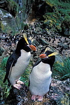 Erect-crested penguins (Eudyptes sclateri) pair. Antipodes Island, New Zealand Sub-Antarctic Islands. Endemic to Antipodes and Bounty Islands. Endangered species.
