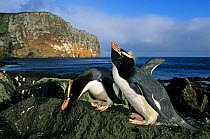 Erect-crested penguin (Eudyptes sclateri) pair in greeting display. Antipodes Island, New Zealand Sub-Antarctic Islands. Endemic to Antipodes and Bounty Islands. Endangered species.