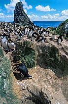 Erect-crested penguins (Eudyptes sclateri) Orde Lees colony, Antipodes Island, New Zealand Sub-Antarctic Islands. Endemic to Antipodes and Bounty Islands. Endangered species.