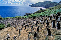 Erect-crested penguins (Eudyptes sclateri) Orde Lees colony and coastal landscapes, Antipodes Island, New Zealand Sub-Antarctic Islands. Endemic to Antipodes and Bounty Islands. Endangered species.
