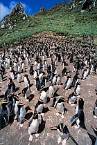Erect-crested penguins (Eudyptes sclateri) Orde Lees colony, Antipodes Island, New Zealand Sub-Antarctic Islands. Endemic to Antipodes and Bounty Islands. Endangered species.