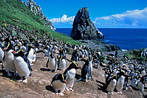Erect-crested penguins (Eudyptes sclateri) Orde Lees colony, Antipodes Island, New Zealand Sub-Antarctic Islands. Endemic to Antipodes and Bounty Islands. Endangered species. Vulnerable species.
