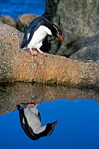 Snares-crested penguin ( Eudyptes robustus) reflected in water, Snares Island, New Zealand Sub-Antarctic Islands. Endemic and vulnerable species.