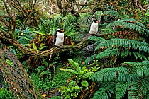 Snares Crested penguin (Eudyptes robustus) colony in Olearia lyallii forest, with Polystichum vestitum ferns. Snares Island, New Zealand Sub-Antarctic Islands. Endemic and vulnerable species.