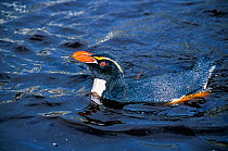 Snares-crested penguin ( Eudyptes robustus) bathing in rain pool at end of moult. Snares Island, New Zealand Sub-Antarctic Islands.