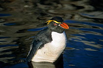 Snares Crested penguin (Eudyptes robustus) bathing in pool, Snares Island, New Zealand Sub-Antarctic Islands.