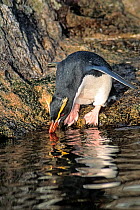 Snares-crested penguin ( Eudyptes robustus) drinking from pool, Snares Island, New Zealand Sub-Antarctic Islands.