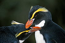 Snares Crested penguin (Eudyptes robustus) pair courtship mutual preening. Snares Island, New Zealand Sub-Antarctic Islands. Endemic and vulnerable species.