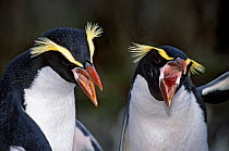Snares Crested penguin (Eudyptes robustus) pair in courtship display, Snares Island, New Zealand Sub-Antarctic Islands.