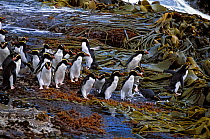 Snares-crested penguin ( Eudyptes robustus) group walking through kelp on the shore, Snares Island, New Zealand Sub-Antarctic Islands.
