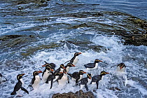 Snares-crested penguin ( Eudyptes robustus) group walking through kelp and surf, Snares Island, New Zealand Sub-Antarctic Islands.